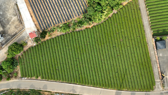 名間名崗國小旁鄰路茶園農地