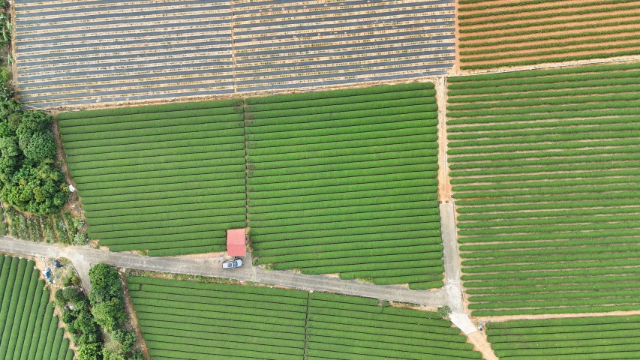 名間名崗國小旁鄰路茶園農地