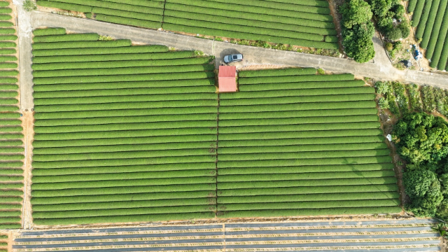 名間名崗國小旁鄰路茶園農地