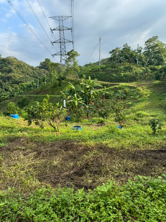 中寮大農地